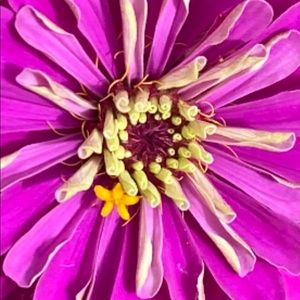 Meet your Posher, Susan